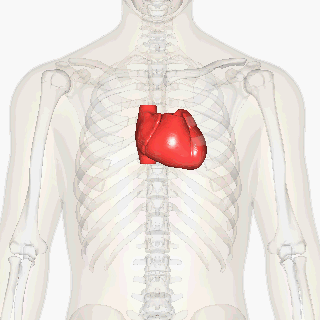 Heart rotating